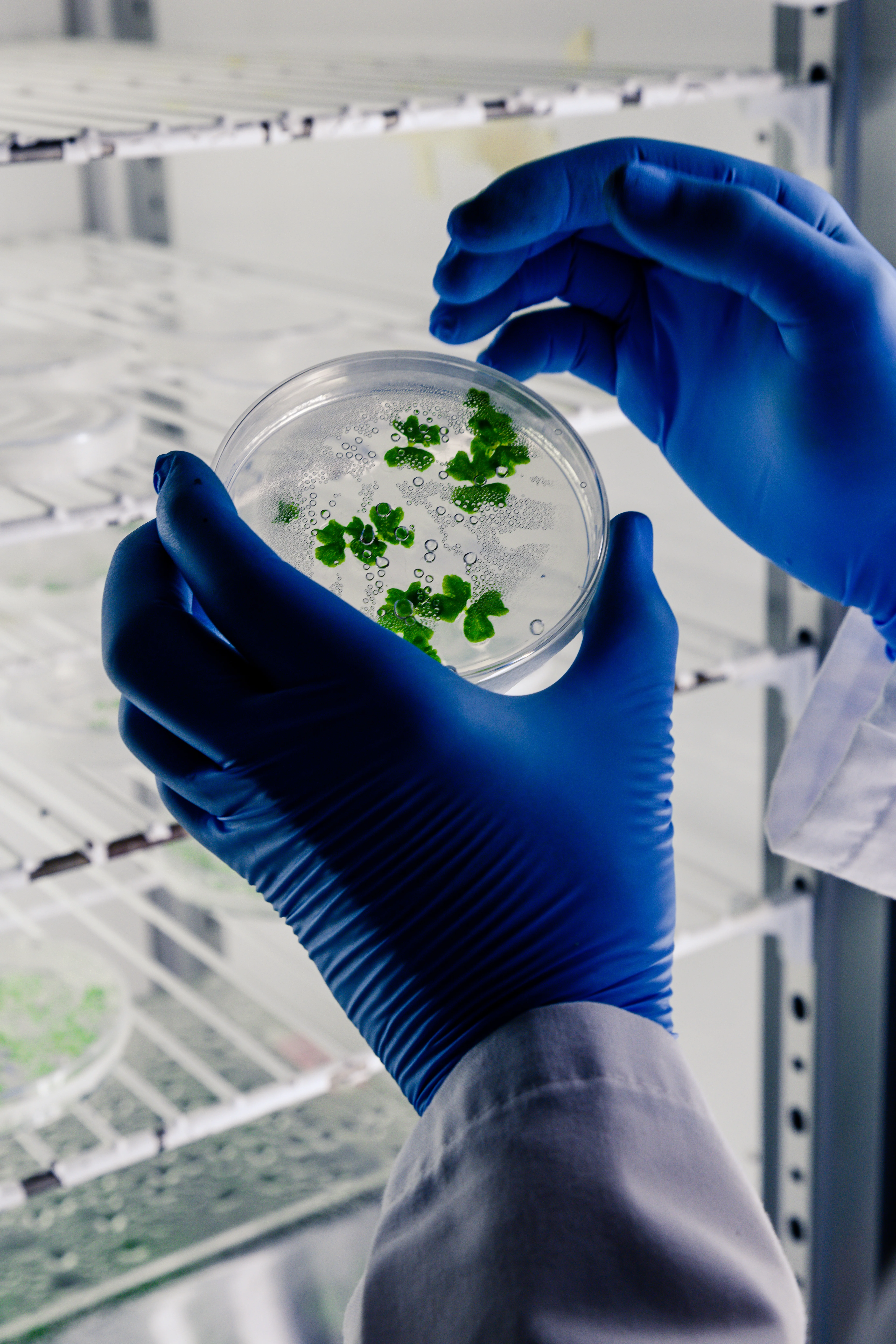 Lab worker examining a petri dish